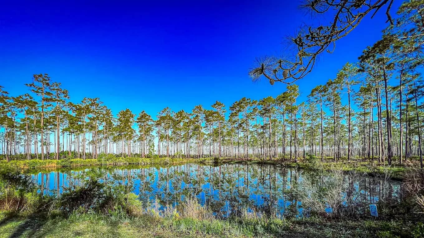 Okefenokee National Wildlife Refuge