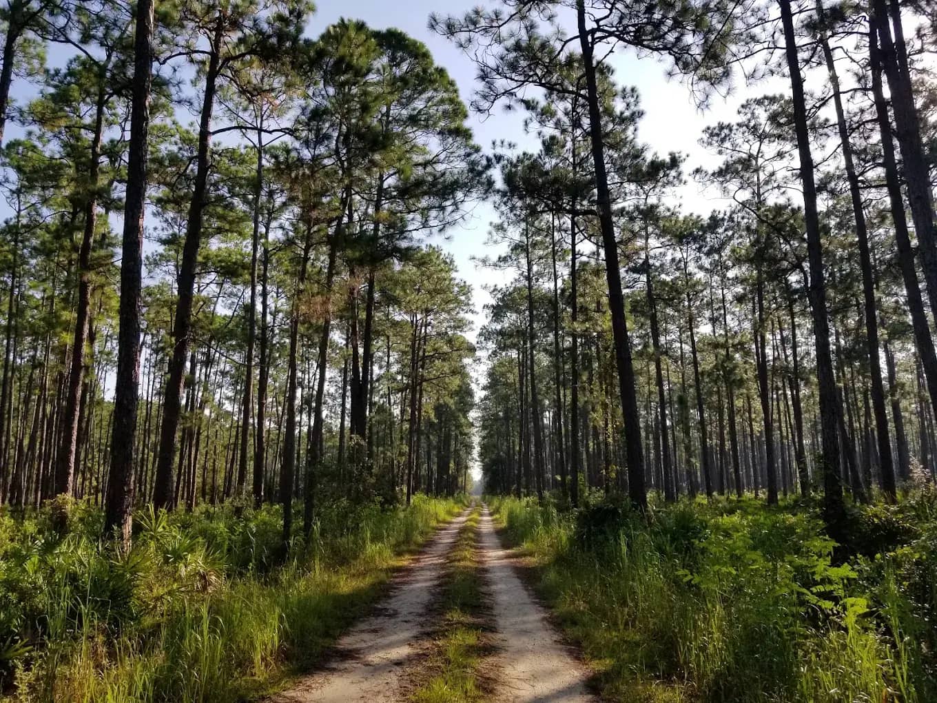 Osceola National Forest